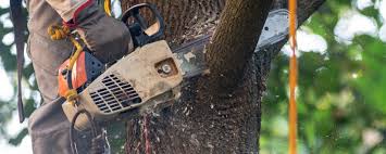 How Our Tree Care Process Works  in  Cottage Grove, WI