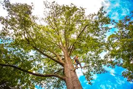 Best Emergency Tree Removal  in Cottage Grove, WI