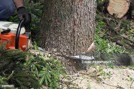 Best Seasonal Cleanup (Spring/Fall)  in Cottage Grove, WI