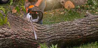 Best Tree Trimming and Pruning  in Cottage Grove, WI