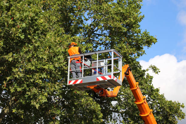 Best Tree Cabling and Bracing  in Cottage Grove, WI