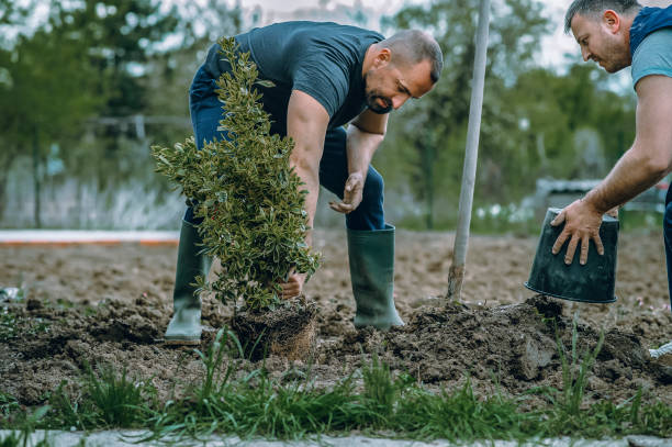 Lawn Drainage Solutions in Cottage Grove, WI
