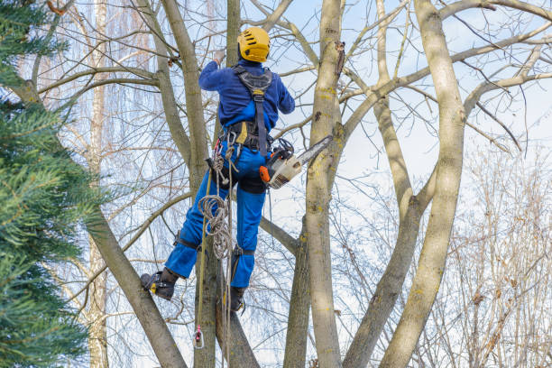 Best Tree Removal  in Cottage Grove, WI