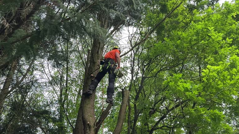 Best Tree Health Inspection  in Cottage Grove, WI